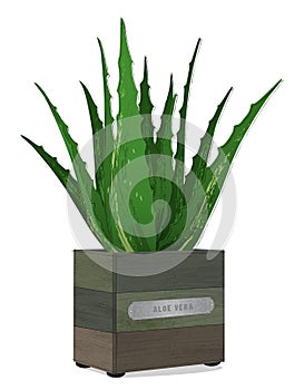 Aloe Vera Plant in Rustic Wooden Box