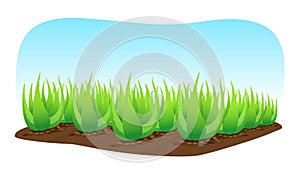 Aloe vera plant on soil and blue background for banner frame, clip art of aloe vera leaves, aloe vera ingredient cosmetics cream