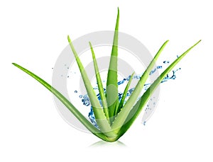 Aloe vera plant and water splash isolated on white background. Natural extract for herbal beauty products, cosmetology,