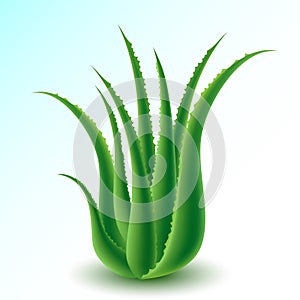 Aloe vera