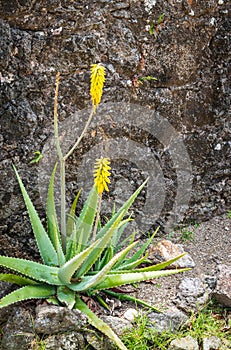 Aloe Vera plant with yellow flowers in Guadeloupe.