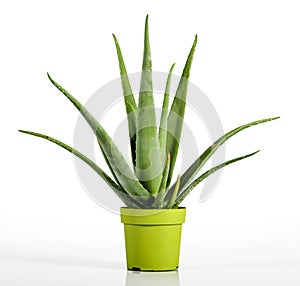 Aloe Vera Plant on Yellow Green Pot