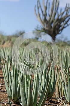 Aloe vera plantation