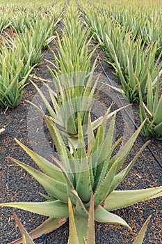 Aloe Vera plantation on the Canary Island of Lanzarote