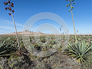 Aloe vera plantation Canary Islands.