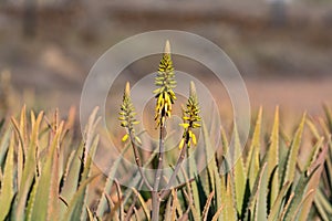 Aloe vera plantation, cultivation of aloe vera, healthy plant us