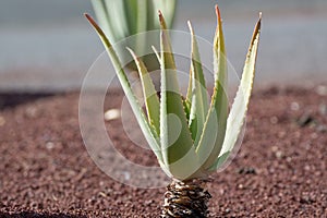 Aloe vera plantation, cultivation of aloe vera, healthy plant us