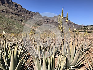 Aloe vera plantation on Gran Canaria