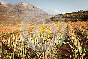 Aloe vera plantation in Las Palmas de Gran Canarias, Spain photo