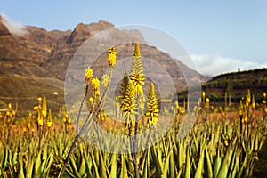 Aloe vera plantation in Las Palmas de Gran Canarias, Spain photo