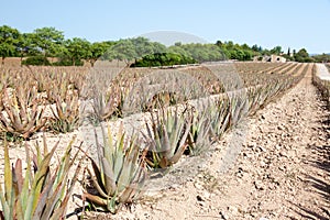 Aloe Vera: plantation of medicinal aloe vera