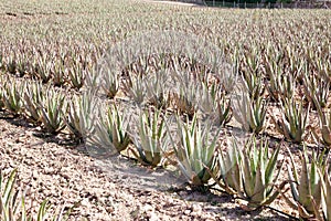 Aloe Vera: plantation of medicinal aloe vera