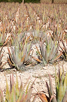 Aloe Vera: plantation of medicinal aloe vera