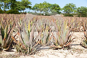 Aloe Vera: plantation of medicinal aloe vera