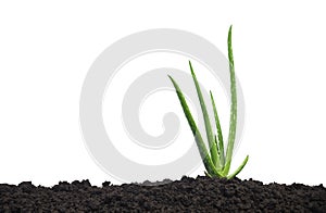 Aloe vera is planted in fertile soil isolated on a white background