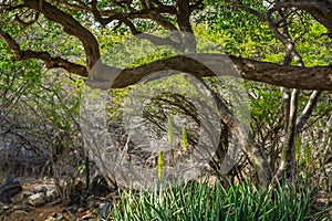 Aloe vera bordered by tree photo