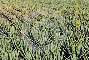 Aloe Vera plants on the field in the north of Lanzarote
