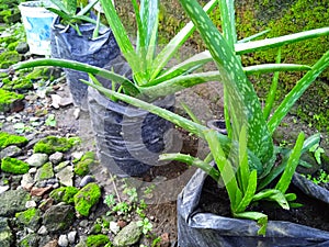 Aloe Vera plants at green house