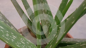 Aloe Vera plants have health benefits specialy for skin