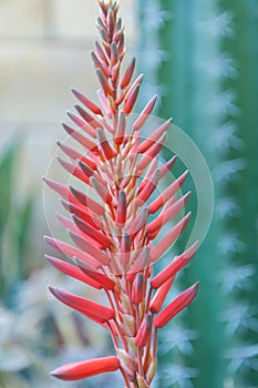 Aloe Vera plant flower