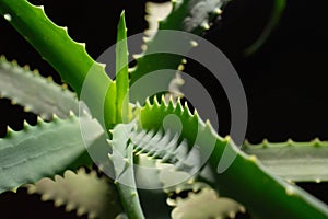Aloe vera plants, tropical green plants tolerate