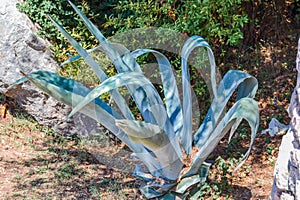 Aloe vera plants, tropical green plants tolerate hot weather.