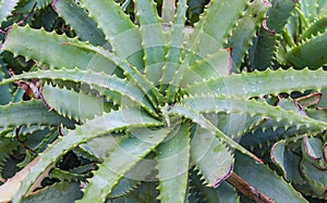 Aloe vera plants, tropical green plants tolerate hot weather.