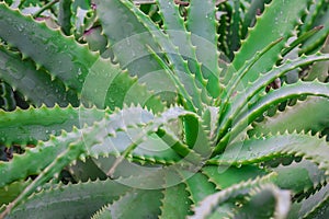 Aloe vera plants, tropical green plants tolerate hot weather.