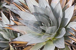 Aloe vera plants, tropical green plants tolerate hot weather.