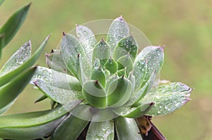 Aloe vera plants, tropical green plants tolerate hot weather photo