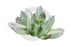 Aloe vera plants, tropical green plants tolerate hot weather isolated