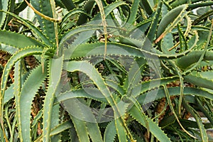 Aloe vera plants, tropical green plants tolerate hot weather photo