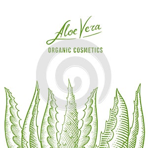Aloe vera poster or banner. Sketch of Plant and bunch. Ingredient for herbal medicine or cosmetics. Hand drawn Vintage