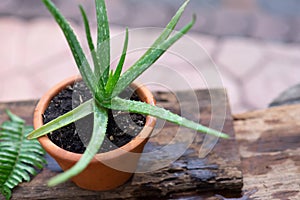 Aloe vera pot plants on wooden table, natural skin therapy concept