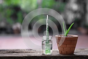 Aloe vera pot plants on wooden table, natural skin therapy concept