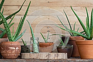 Aloe vera pot plants on wooden table, natural skin therapy concept