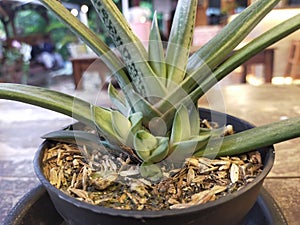 Aloe vera in pot on  table. Front view. Place for text, copy space, mockup