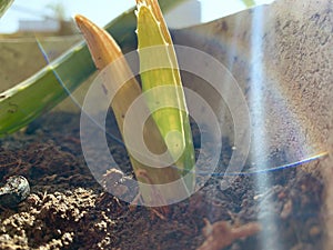 Aloe vera pups