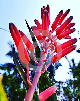 Aloe vera red flower osm hd photo