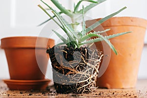 Aloe vera with roots in ground repot to bigger clay pot indoors.