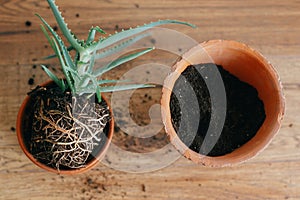 Aloe vera with roots in ground repot to bigger clay pot indoors.