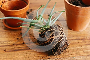 Aloe vera with roots in ground repot to bigger clay pot indoors.