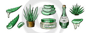 Aloe vera set. Sketch of Plant and bunch and leaves. Ingredient for herbal medicine or cosmetics. Hand drawn Vintage ink