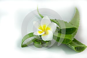 Aloe Vera sliced, isolated on a white background for health.