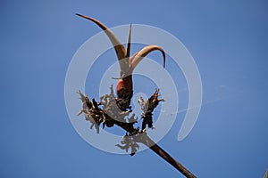 Aloe vera sprout, cobwebbed.