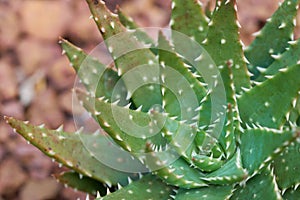 Aloe vera or Star cactusAloe barbadensis Mill Jelly in Aloe Vera leaves contain many chemicals. Aloe vera or mucus of aloe vera