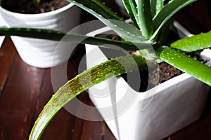 An Aloe Vera succulent houseplant sits in a white pot with signs of overwatering