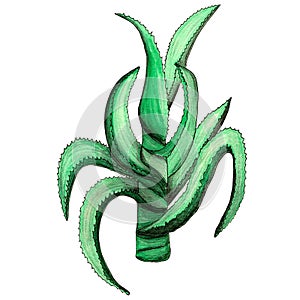 Aloe vera thorn isolated on a white background. Design element, hand drawn sketch