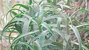 Aloe vera is a tropical green plant that tolerates hot weather well. Aloe vera is a very useful herbal medicine