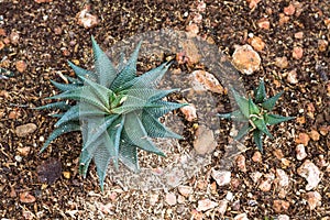 Aloe vera tropical green plants tolerate hot weather photo
